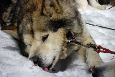 Chiens Malamute de l'Alaska