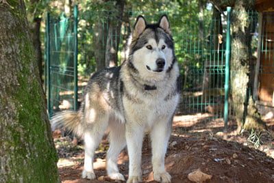 malamute d'Alaska né à l'élevage