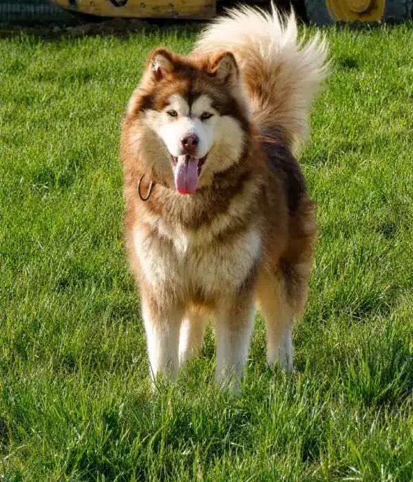 Chiot malamute élevage