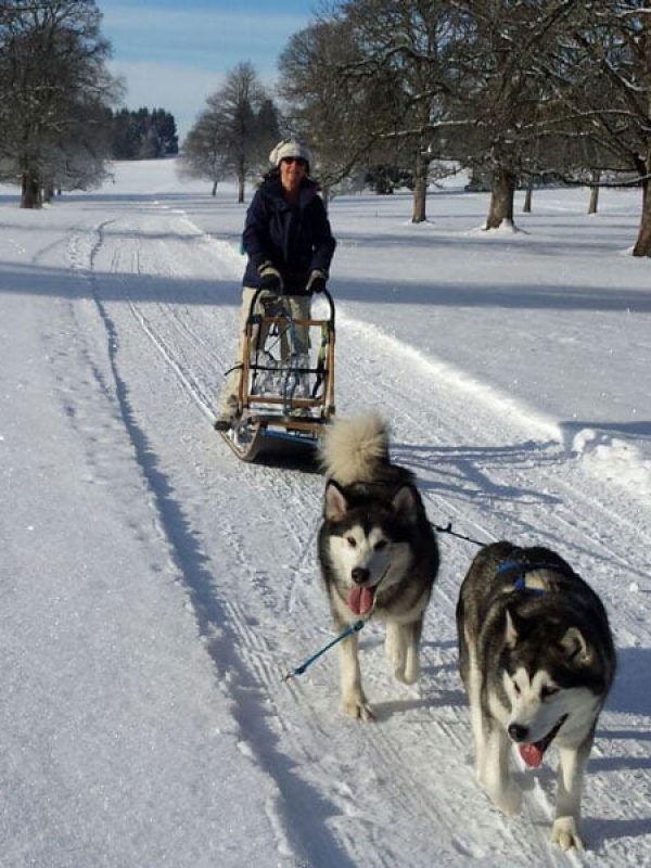 Nos Malamute de l'Alaska