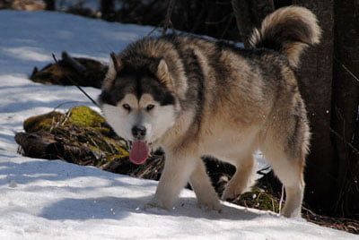 Chiens Malamute de l'Alaska