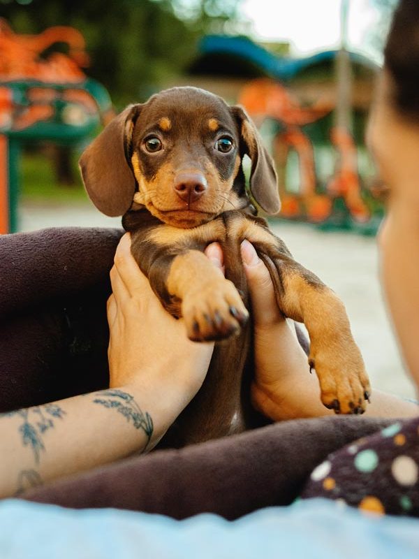 chiot-choix prix éducation canine