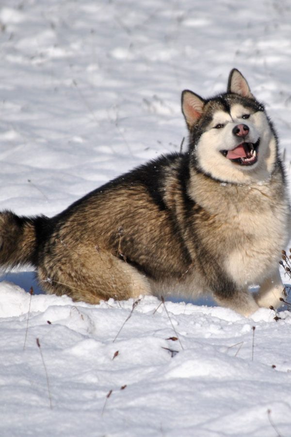 Nos Malamute de l'Alaska