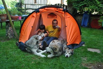 Chiens Malamute de l'Alaska