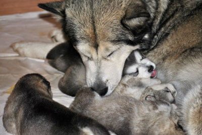 Chiens Malamute de l'Alaska