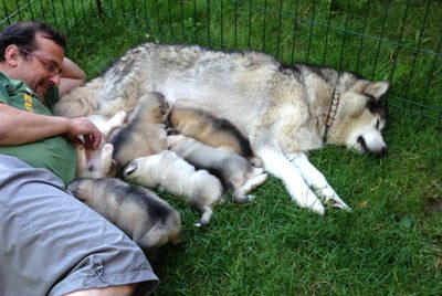 Chiens Malamute de l'Alaska