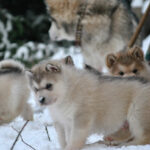 élevage malamute de l'Alaska