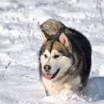 malamute-choubaka05 malamute-choubaka05