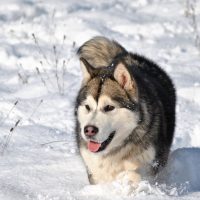 malamute d'Alaska de Magellan en Isère