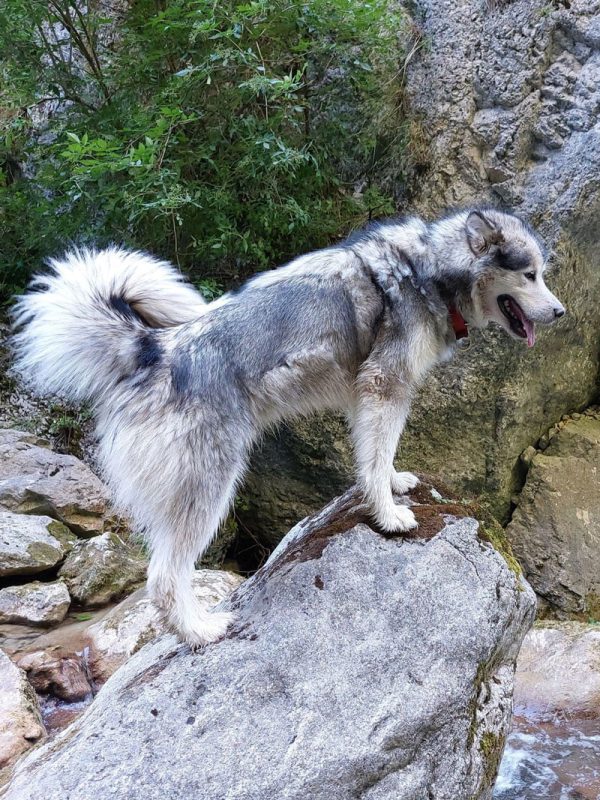 Nos Malamute de l'Alaska