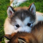 Portées Malamute Alaska