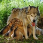 Portées Malamute Alaska