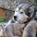 Portées Malamute Alaska