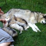 Chiots Malamute de l'Alaska 2014