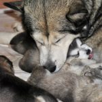 Chiots Malamute de l'Alaska 2020