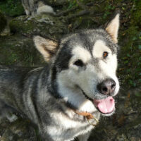 malamute-portrait-suyai Malamute de l'Alaska, portrait Suyai
