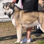 malamute-suyai03 malamute-suyai03