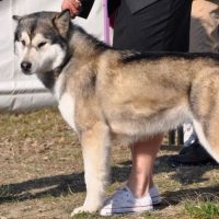 malamute-suyai03 Malamute d'Alaska de Magellan en Isère