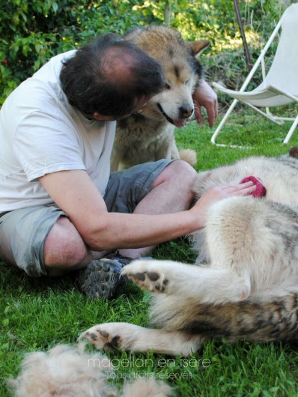 Élevage Malamute de l'Alaska