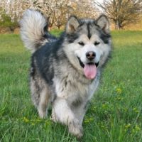 malamute d'Alaska de Magellan en Isère