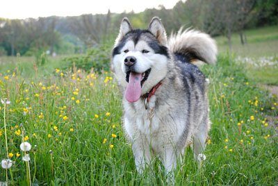 malamute alaska