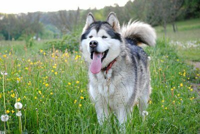 Chiens Malamute de l'Alaska