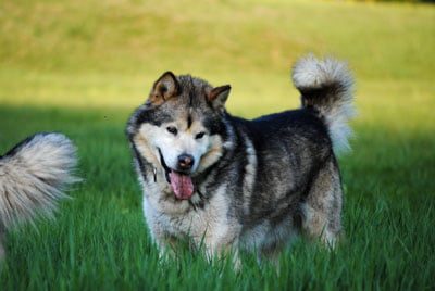 Chiens Malamute de l'Alaska